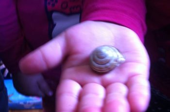 Ježići istražuju život na livadi – kukce i stanovnike vrta