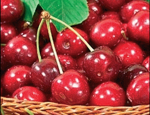TREŠNJE, TREŠNJICE….