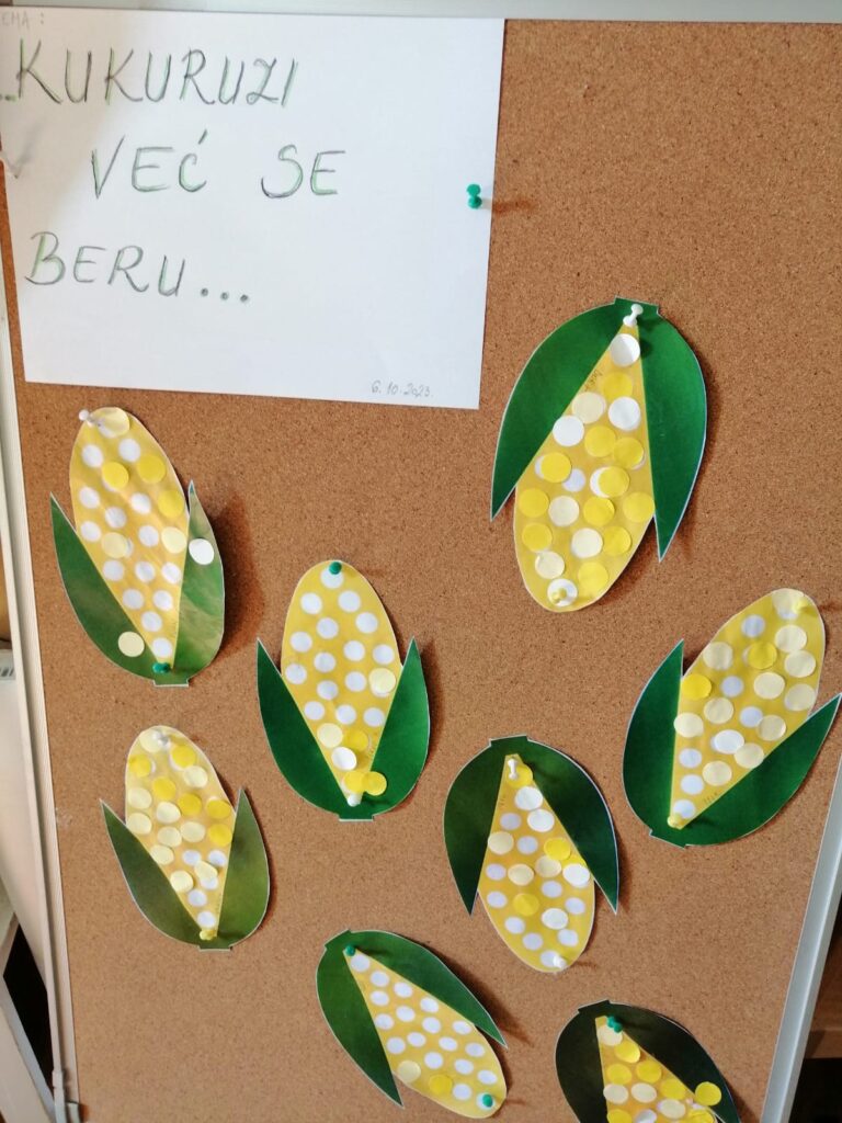 KUKURUZI VEĆ SE BERU…